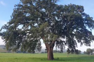Agrofincas El Castillo