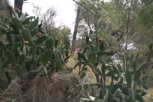 Altonio Caño Pérez