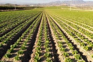 Andrés Fuentes Segura