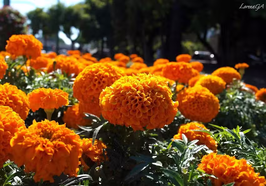 Central Inmobiliaria