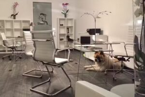 Dream House Inmobiliaria