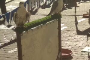 Gestinsa Inmobiliaria