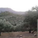 Inmobiliaria Castillo