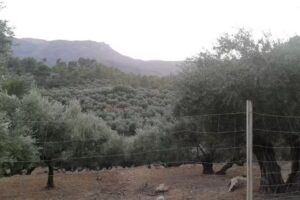 Inmobiliaria Castillo