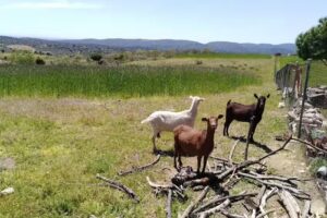 Mileniu Inmobiliaria de Madrid Sl