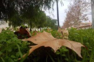 Naranjal de Castillo S.L.