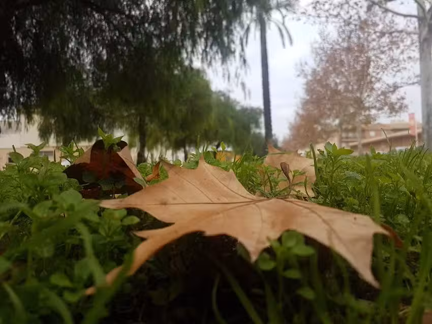 Naranjal de Castillo S.L.