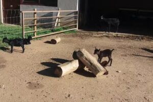 NC Grup Gestor S. L.