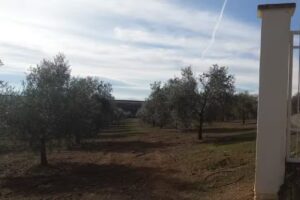 Olivos Andalucía