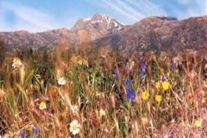 Promociones Villamaja,S.L.