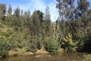 Quinta Real Sotogrande S L