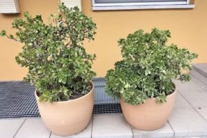 Sol Via Immobiliaria