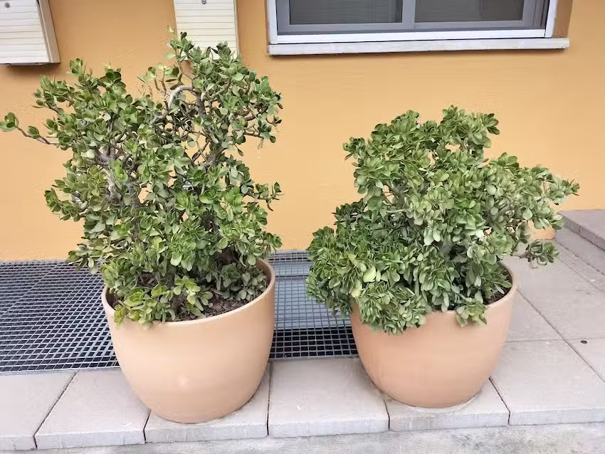 Sol Via Immobiliaria